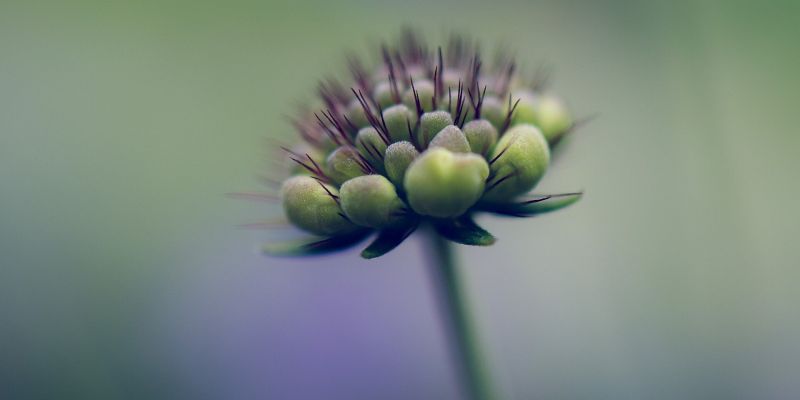 Blume Scabiosa